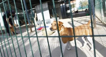 El PP de Leganés pedirá la construcción de un nuevo Centro de Protección Animal y que  se evalúe a la actual empresa adjudicataria